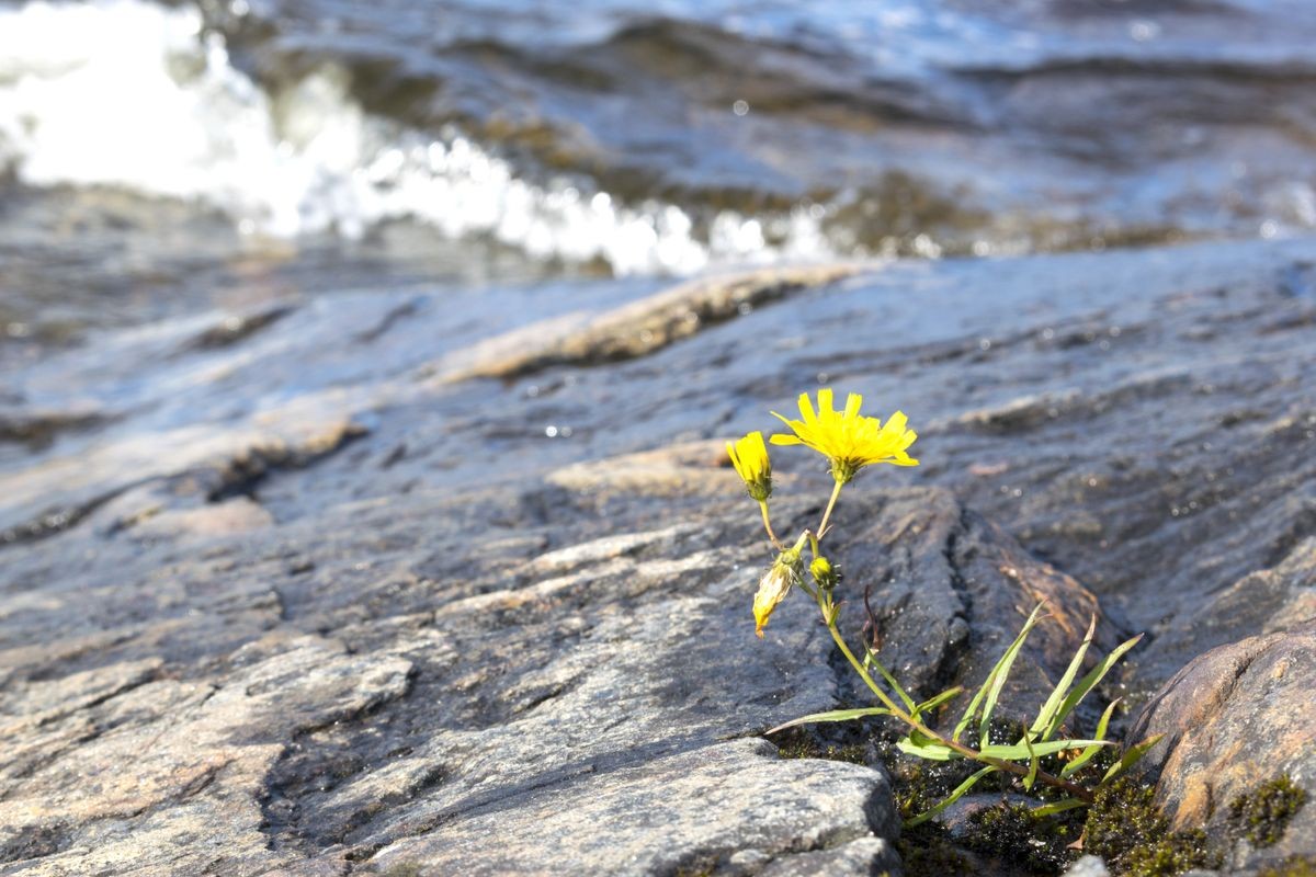  lonely flower growing on a rock next to the water. 